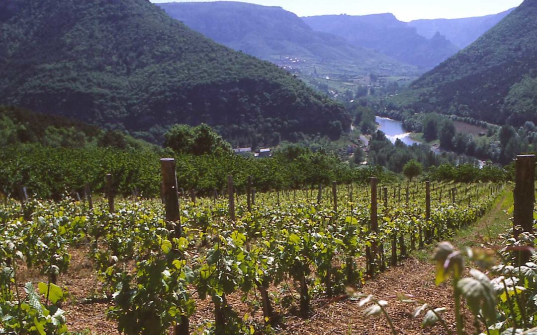 PDO Côtes-de-Millau