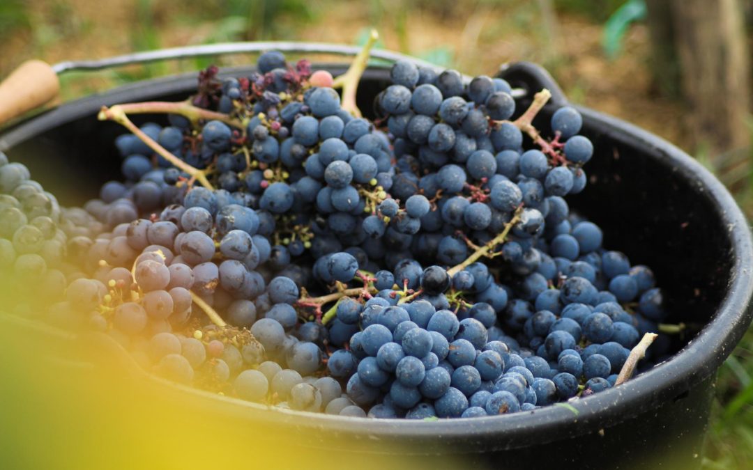 PDO Cotes-du-Marmandais