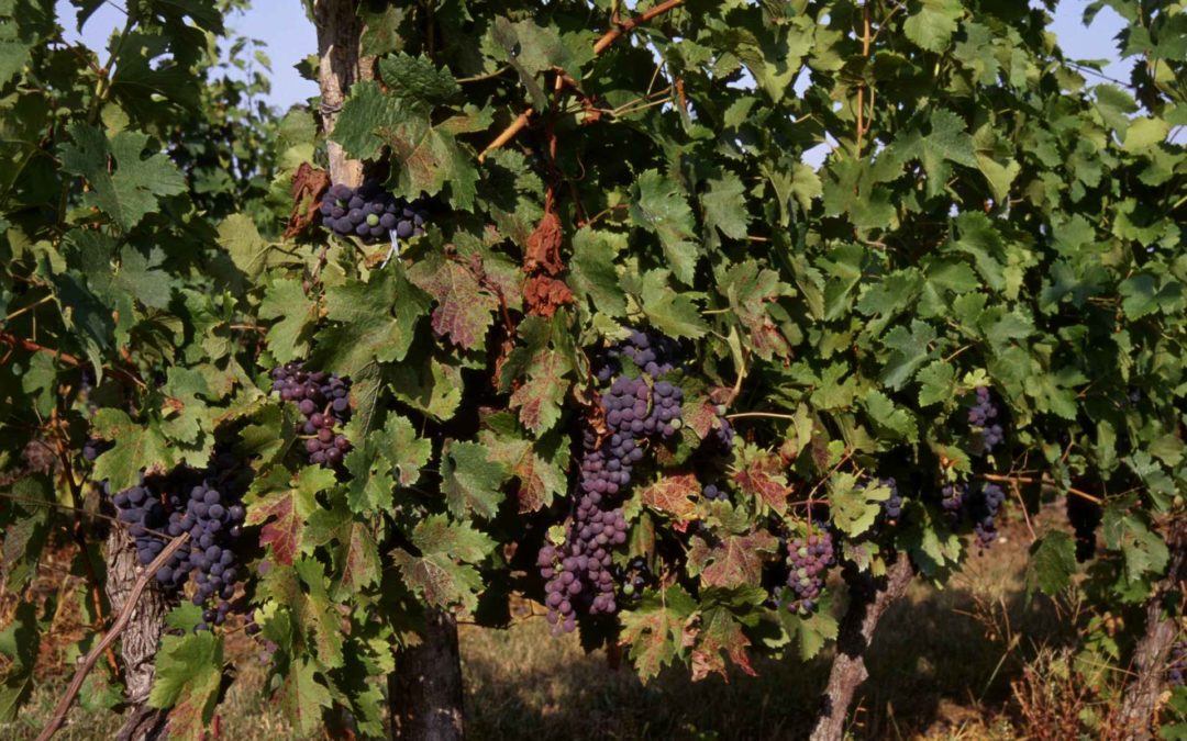 PGI Coteaux-de-Glanes