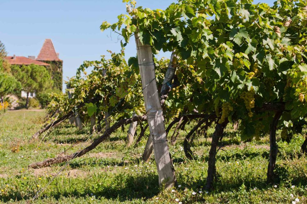 IGP Côtes-de-Gascogne - Vignobles du Sud-Ouest